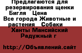 Предлагаются для резервирования щенки Бигля › Цена ­ 40 000 - Все города Животные и растения » Собаки   . Ханты-Мансийский,Радужный г.